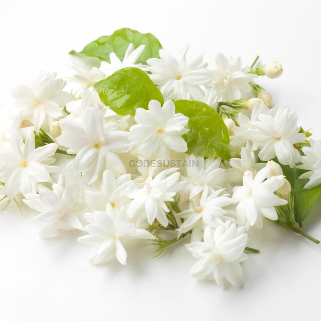 Jasmine Soul Floral Green Tea - Codesustain